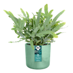 the ocean collection round 22cm pacific green